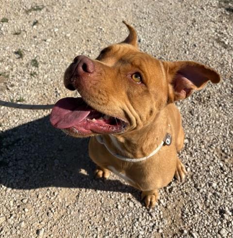 Jessy, Splendida Pit Dagli Occhi Marroni 
